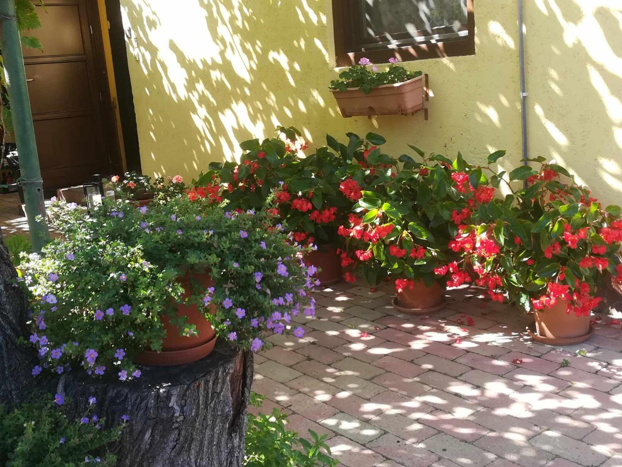 Muskatlis Haz Appartement Balatonlelle Buitenkant foto
